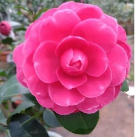 宁波成花木之乡！18属155件新品种授权，凭啥位居全省第二？  第4张