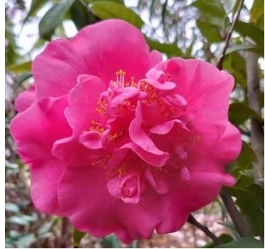 宁波成花木之乡！18属155件新品种授权，凭啥位居全省第二？  第6张