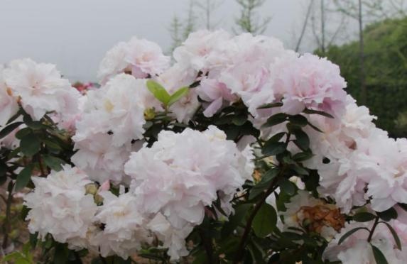 宁波成花木之乡！18属155件新品种授权，凭啥位居全省第二？  第8张