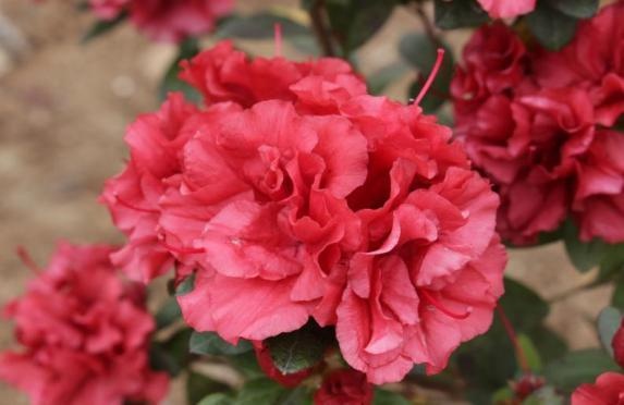宁波成花木之乡！18属155件新品种授权，凭啥位居全省第二？  第10张