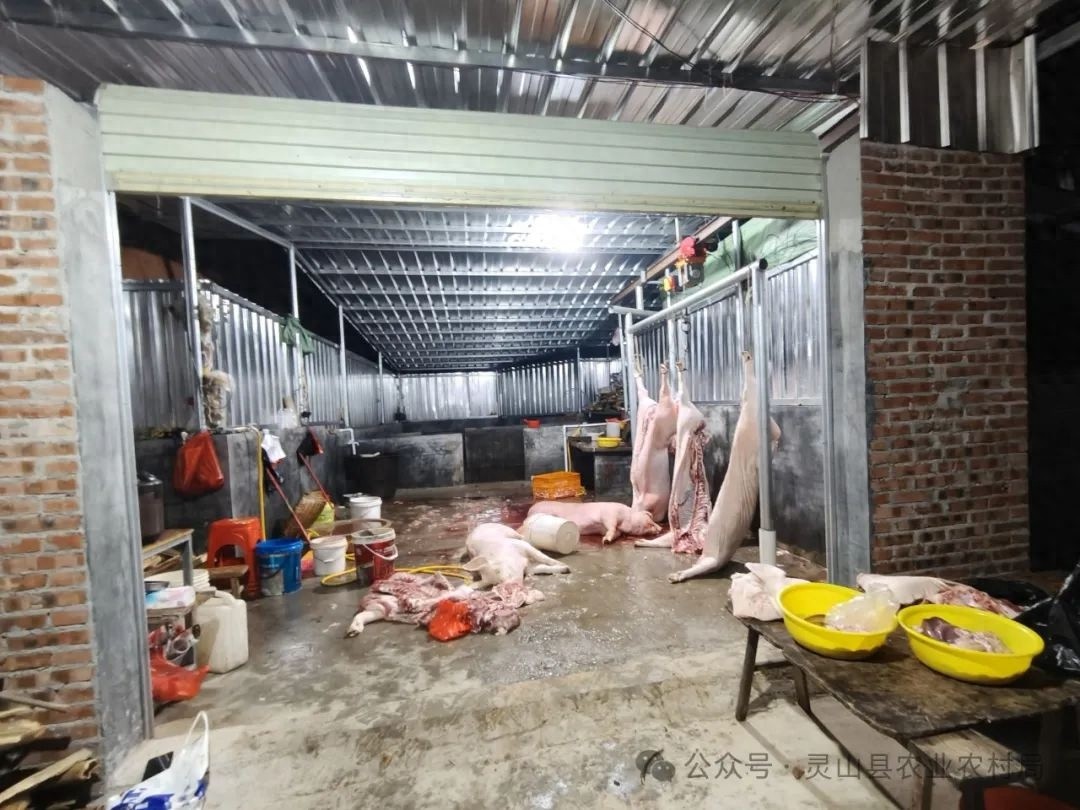 灵山县凌晨捣毁私宰窝点！猪肉安全谁来守护？