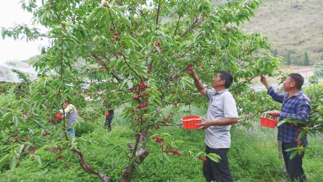 初夏樱桃园丰收！玛瑙红果似云霞，你还不来体验采摘乐？  第2张
