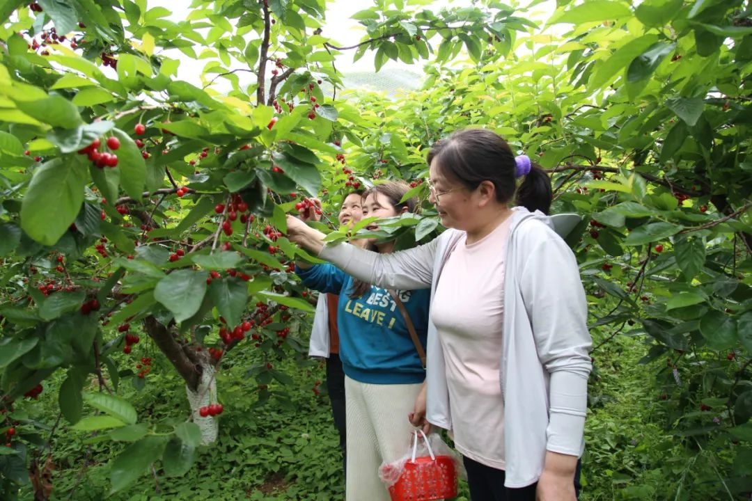 初夏樱桃园丰收！玛瑙红果似云霞，你还不来体验采摘乐？  第5张