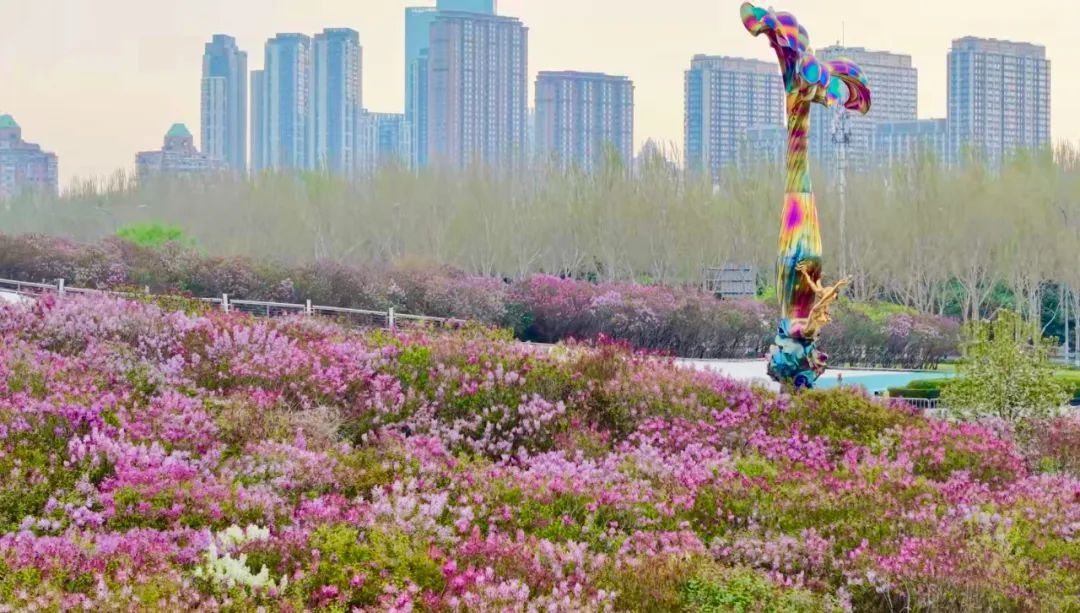 50组家庭共植希望丁香！哈尔滨丁香赏花季活动咋回事？