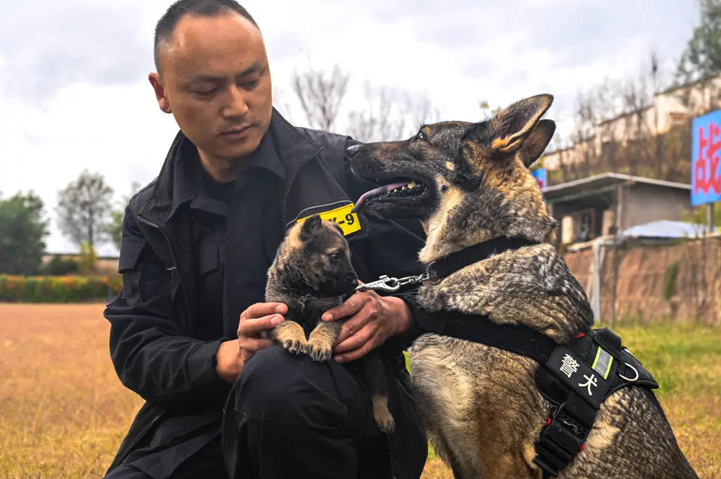 从奶狗到警犬新兵！幺幺零1岁生日惊现感人一幕，你猜它做了什么？  第1张