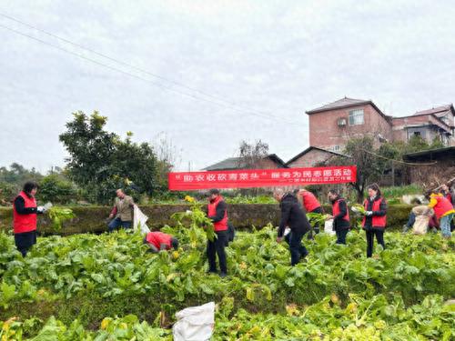 涪陵青菜头丰收季，政协委员为何纷纷下田抢收？背后原因令人动容  第1张