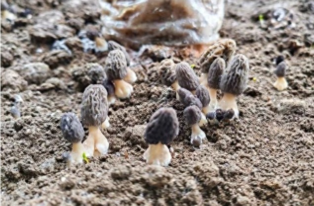 舟曲县羊肚菌种植新突破！现代化大棚如何助力丰收奇迹？