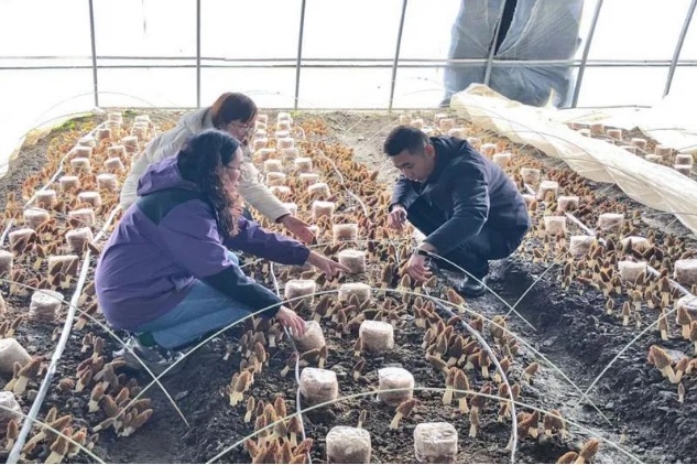 舟曲县羊肚菌种植新突破！现代化大棚如何助力丰收奇迹？  第2张