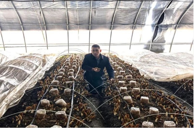 舟曲县羊肚菌种植新突破！现代化大棚如何助力丰收奇迹？  第3张
