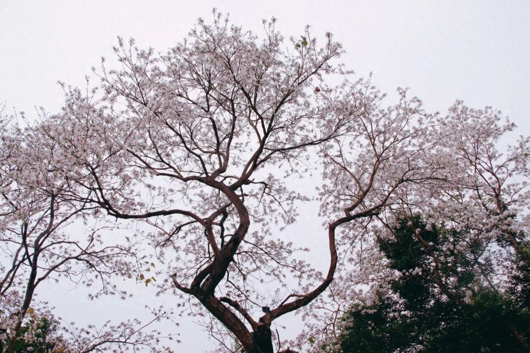 你准备好体验‘有一种叫云南的生活’了吗？探索宁洱的山水之美与民俗风情  第1张
