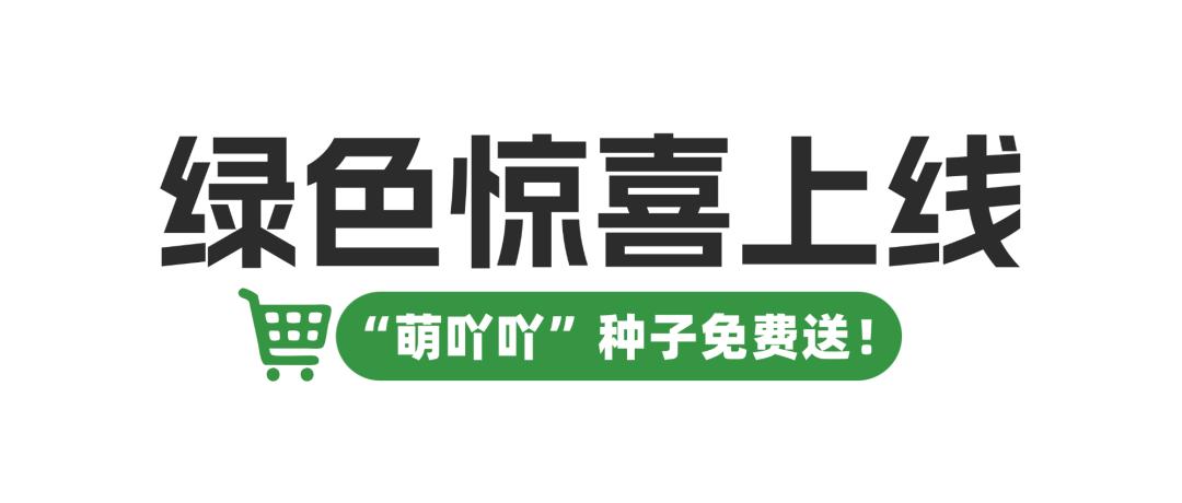 植树节惊喜！500份萌吖吖绿色种子包等你来领，你准备好了吗？  第2张