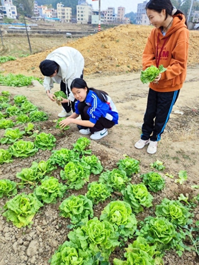 从播种到爱心义卖，这群学生用蔬菜传递满满温情！你也能做到吗？  第1张