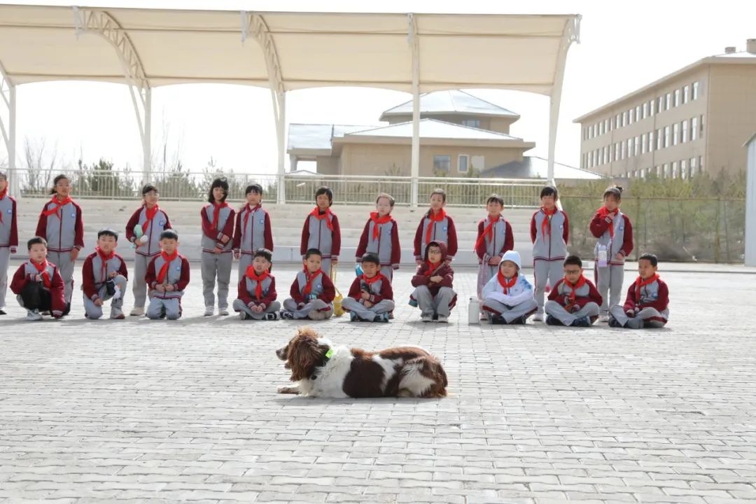 警犬训练基地惊现30名小学生！这些无言战士究竟有多酷？  第4张