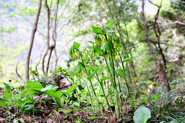 四明山里的神秘野花！少花万寿竹为何如此难觅？  第2张