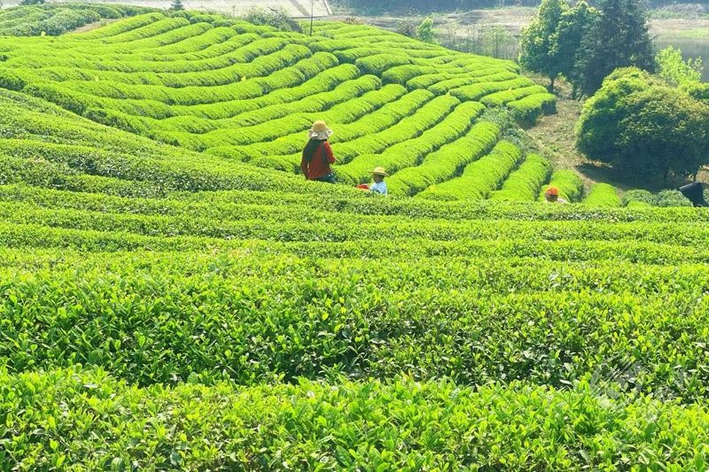 阳春三月，这片茶园为何能带动村民增收80万？  第2张