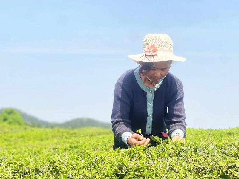 阳春三月，这片茶园为何能带动村民增收80万？  第3张