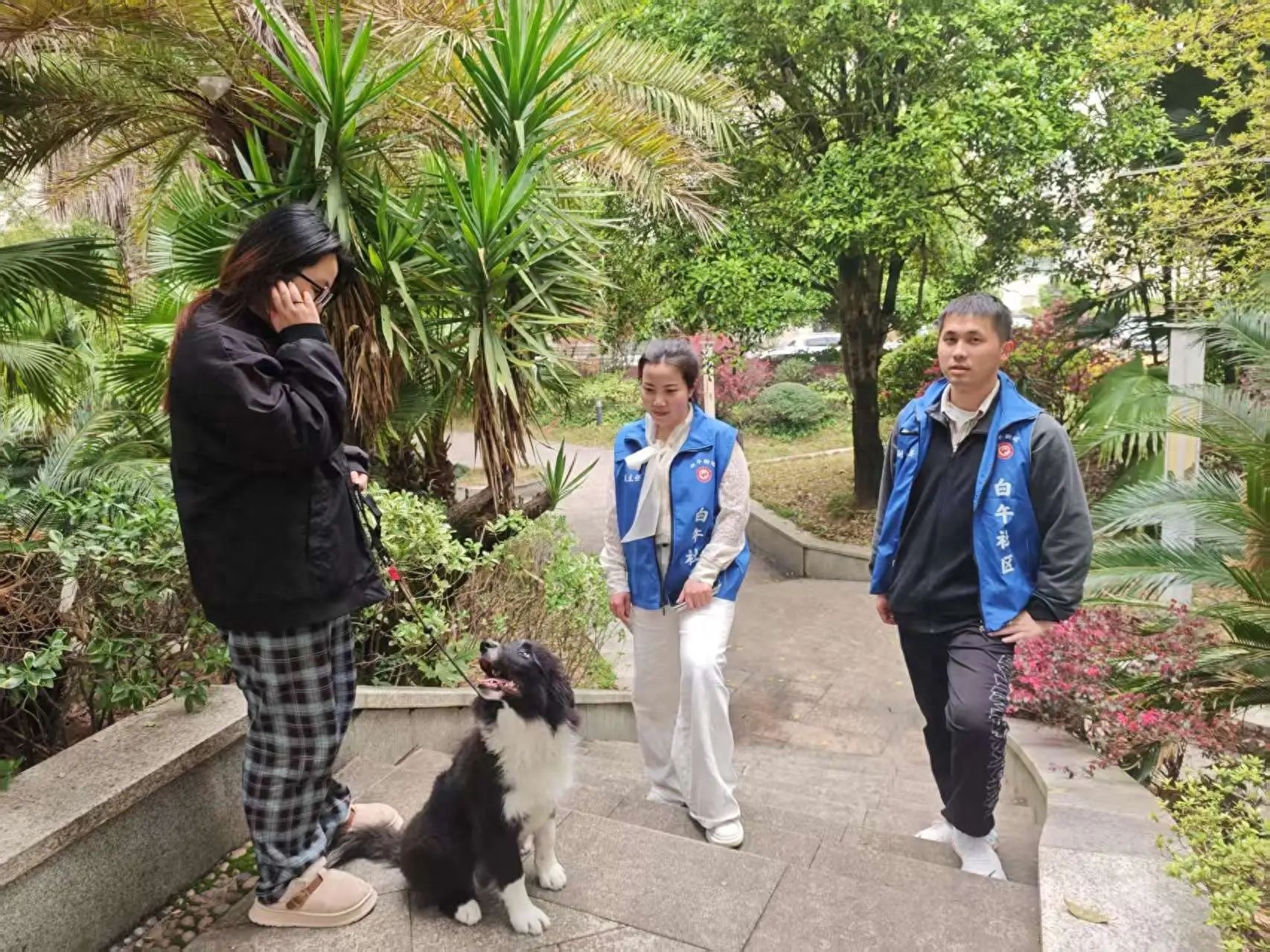您的爱犬办证了吗？文明养犬三大法宝，您做到了几个？