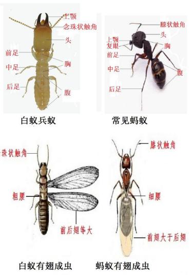 长沙白蚁爆发季来临！你家房子可能正被这些‘无牙老虎’悄悄啃食？  第1张