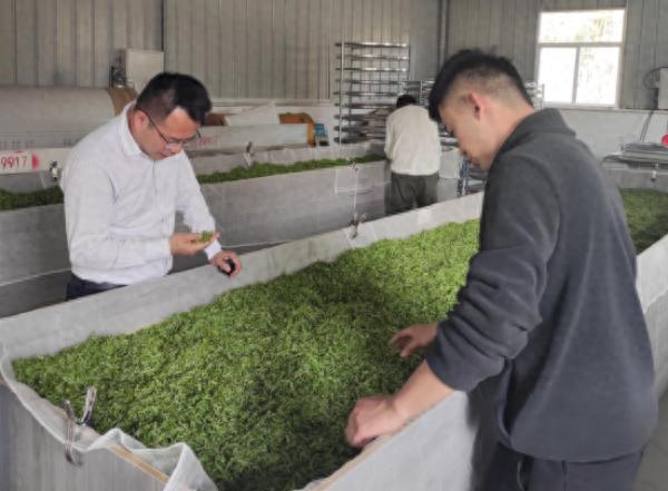 金寨县流波䃥镇：乡村振兴新篇章，茶叶产业如何让村民幸福感倍增？