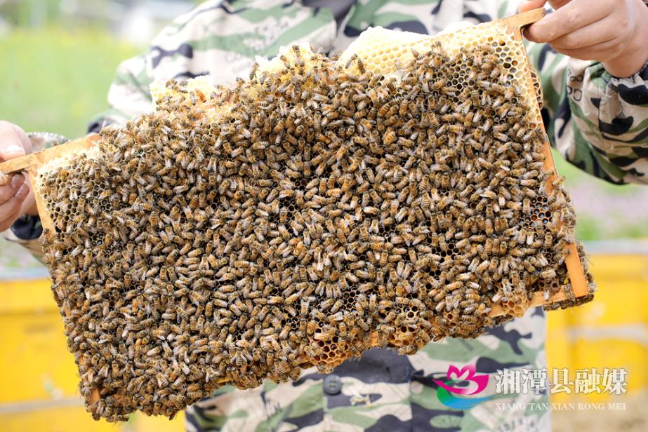 蜜蜂哥哥张美龙如何从12岁开始，带领乡亲们走上甜蜜致富路？  第2张