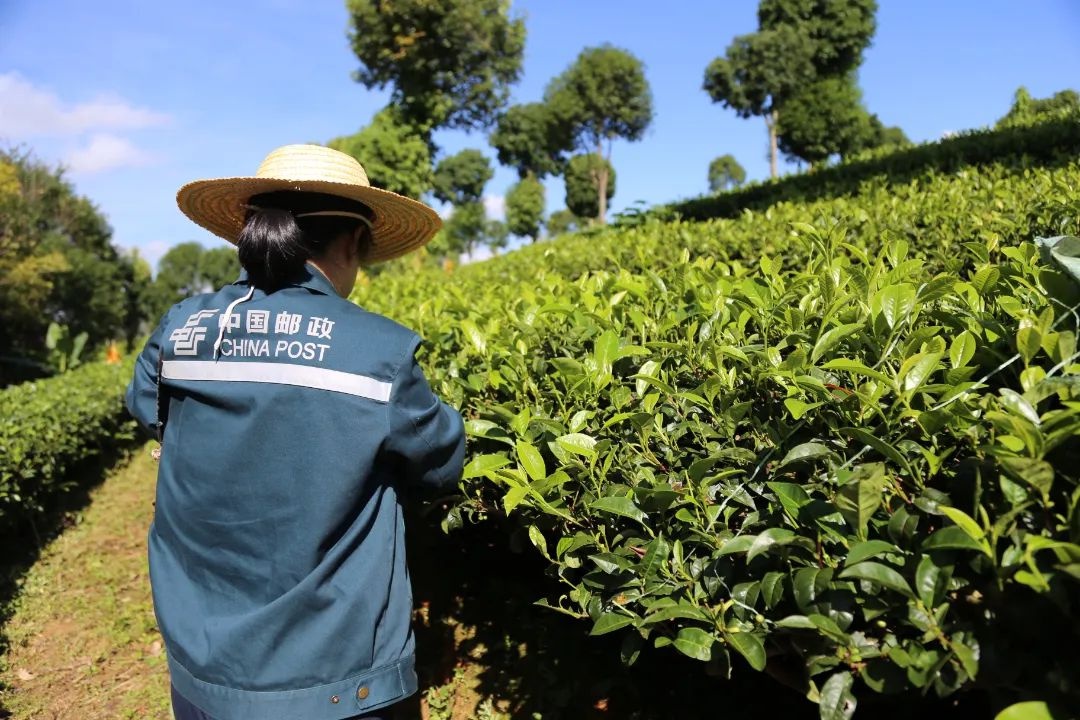 七彩云南农品寄递有保障!云南邮政助力云品出滇,你知道吗?  第2张