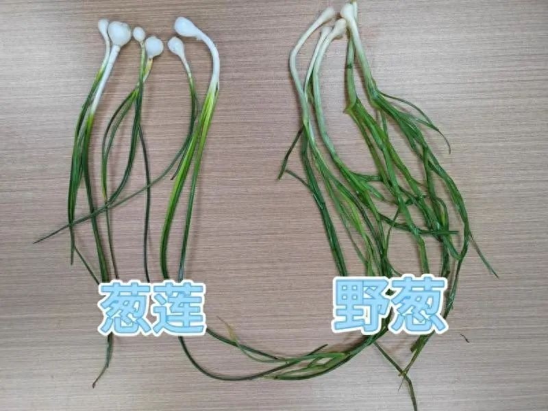 野菜美味却暗藏杀机？长沙夫妻因一盘香葱炒蛋双双入院