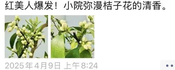 ?杭州街头香气四溢！你闻到了吗？还有哪些香？  第3张