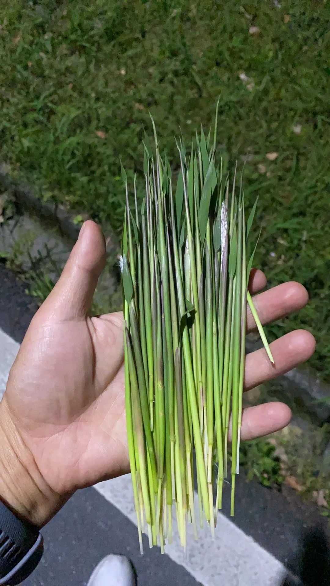 还记得小时候的快乐源泉吗？茅针，这个田间地头的零食你还找得到吗  第3张