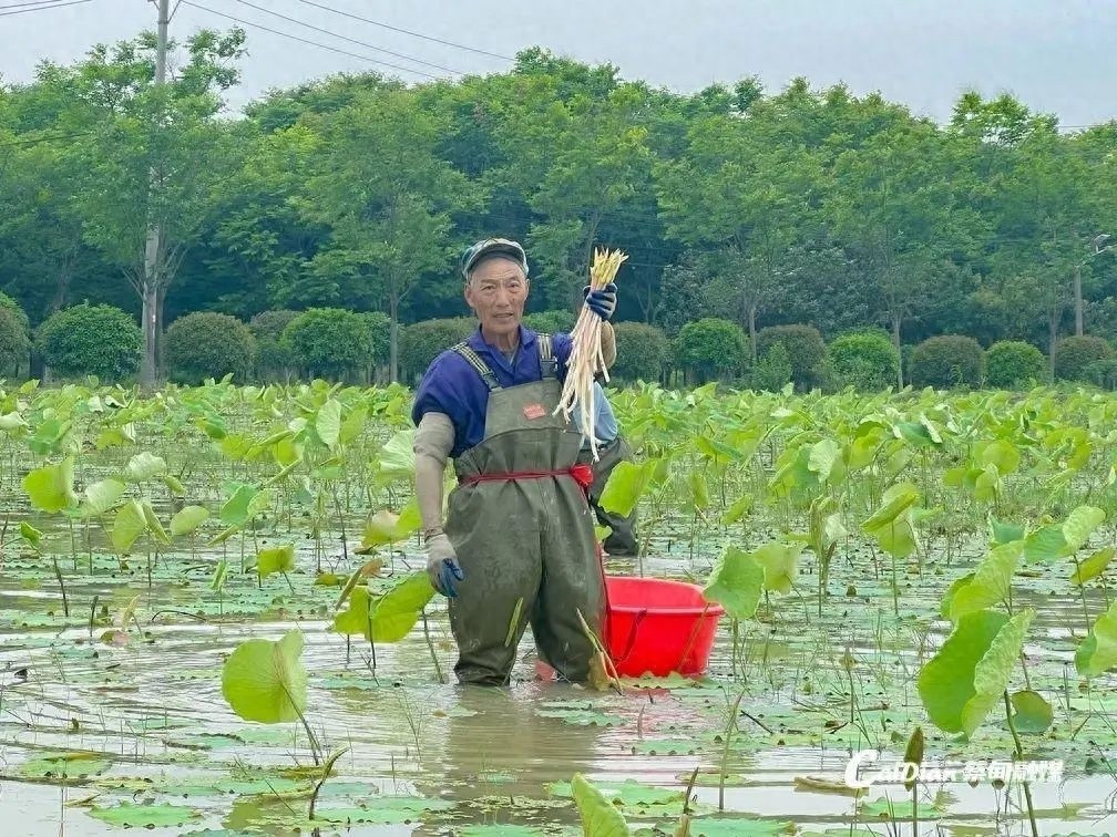 立夏过后藕带成武汉夏日餐桌顶流？价格如何销售怎样速来围观