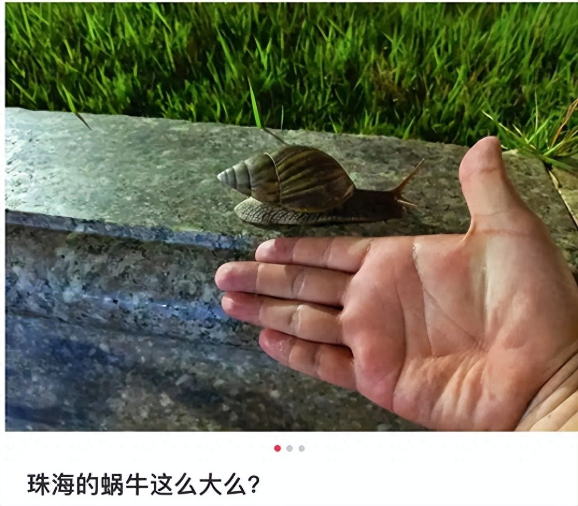 广东雨雨雨季后现大量非洲大蜗牛！它是毒王还不能碰不能吃？