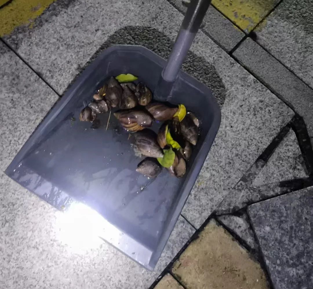 广东雨雨雨季后现大量非洲大蜗牛！它是毒王还不能碰不能吃？  第2张