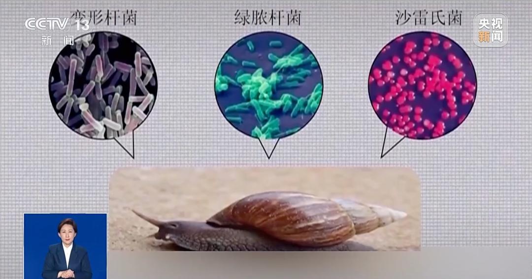 广东雨雨雨季后现大量非洲大蜗牛！它是毒王还不能碰不能吃？  第4张