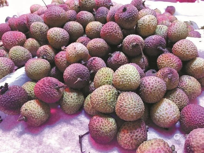 夏天快来，荔枝季开启！为何价格一降再降？还能尝鲜多久？  第2张