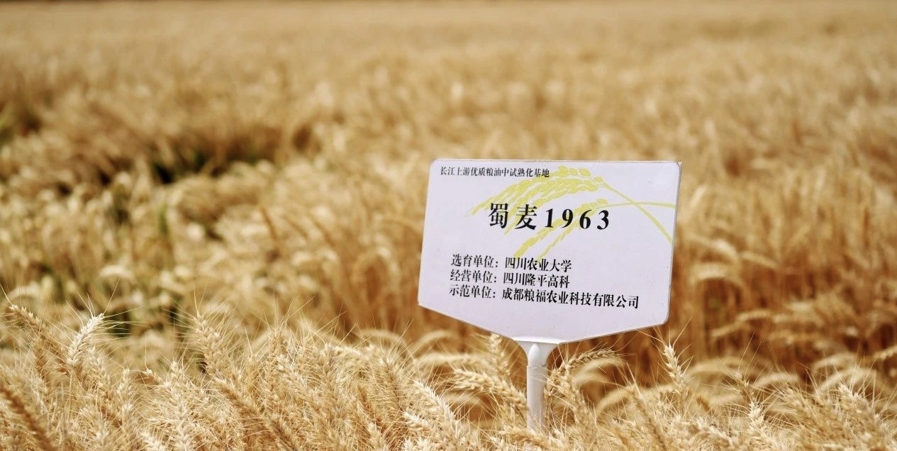 5月9日成都崇州这一亩产数据公布！蜀麦1963为何如此突出？  第2张