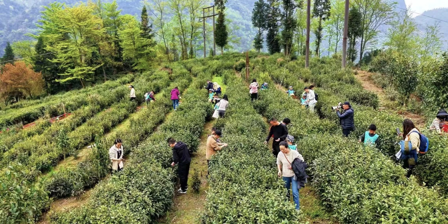 第十四届四川国际茶业博览会子活动举行，签约近4000万元！咋回事？  第2张