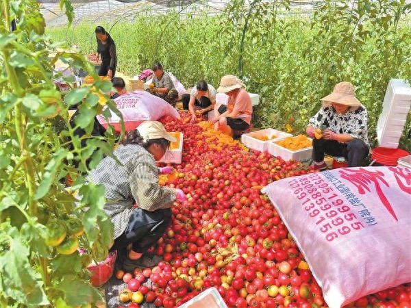 麒麟区越州蔬菜冷链物流产业园：如何成为保障大湾区新鲜蔬菜供应的关键力量？