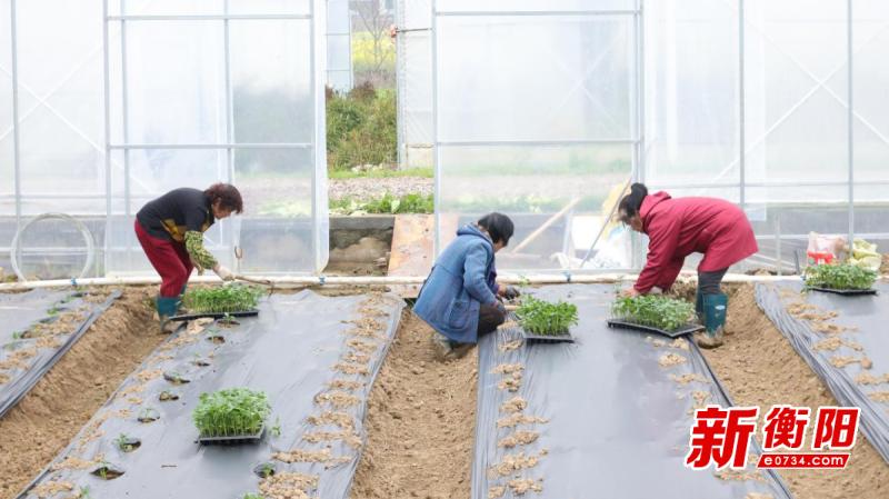 衡山敬安农业种植基地春提早模式，瓜果蔬菜抢先上市！你准备好尝鲜了吗？  第2张