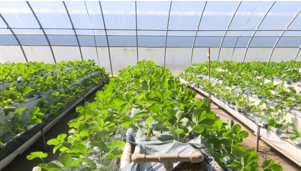 华亭市草莓种植技术培训会，70余农户现场学习，你的草莓园也能如此高效吗？  第2张