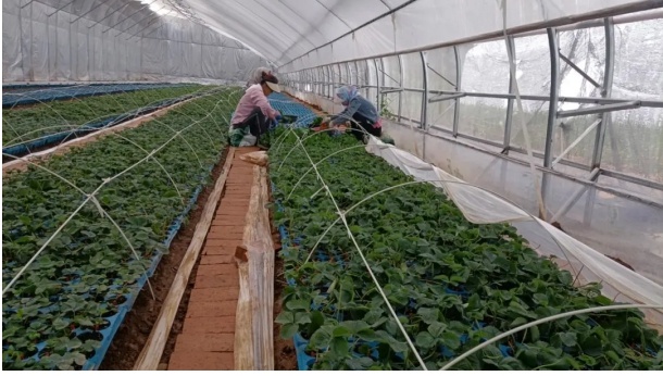 华亭市草莓种植技术培训会，70余农户现场学习，你的草莓园也能如此高效吗？  第3张