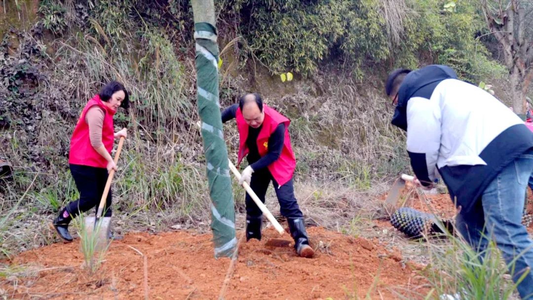灌阳县2025年植树造林大行动，你参与了吗？一起为美丽灌阳添新绿  第2张