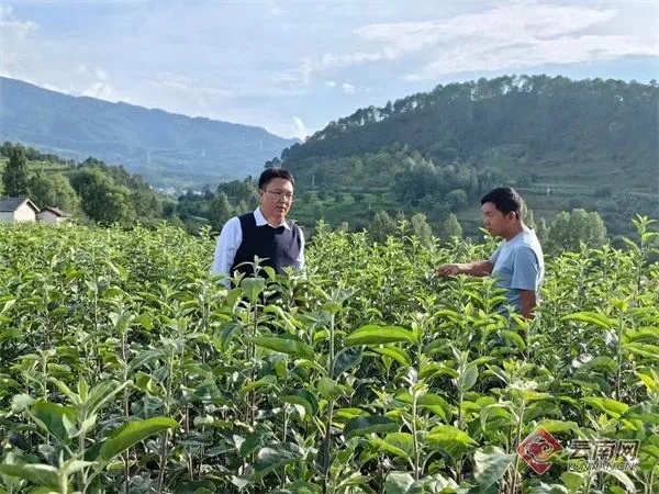 3652户果农的甜蜜事业！他们如何在寒冬中为苹果树戴上白色围巾？