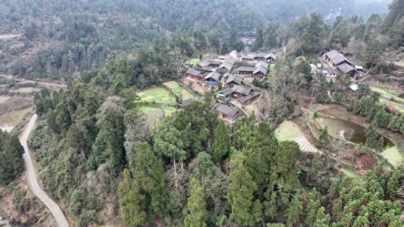 500年金丝楠木见证历史，龙洞村村民世代守护的珍宝，你见过吗？