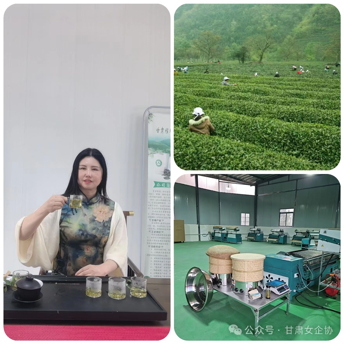 你知道吗？陇南绿茶背后的匠心工艺，竟然是这样炼成的  第2张