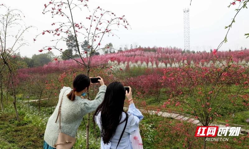 常德的春天竟如此惊艳！你怎能错过这片浪漫的春日画卷？  第2张