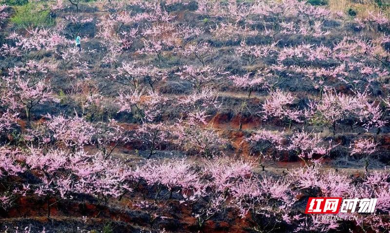 常德的春天竟如此惊艳！你怎能错过这片浪漫的春日画卷？  第11张