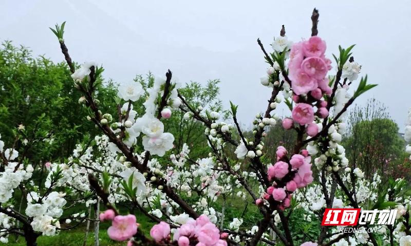 常德的春天竟如此惊艳！你怎能错过这片浪漫的春日画卷？  第7张