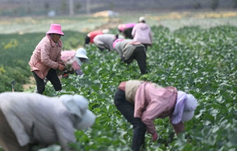 从田间到餐桌仅需3小时！板蓝根青菜如何打赢这场保鲜战？