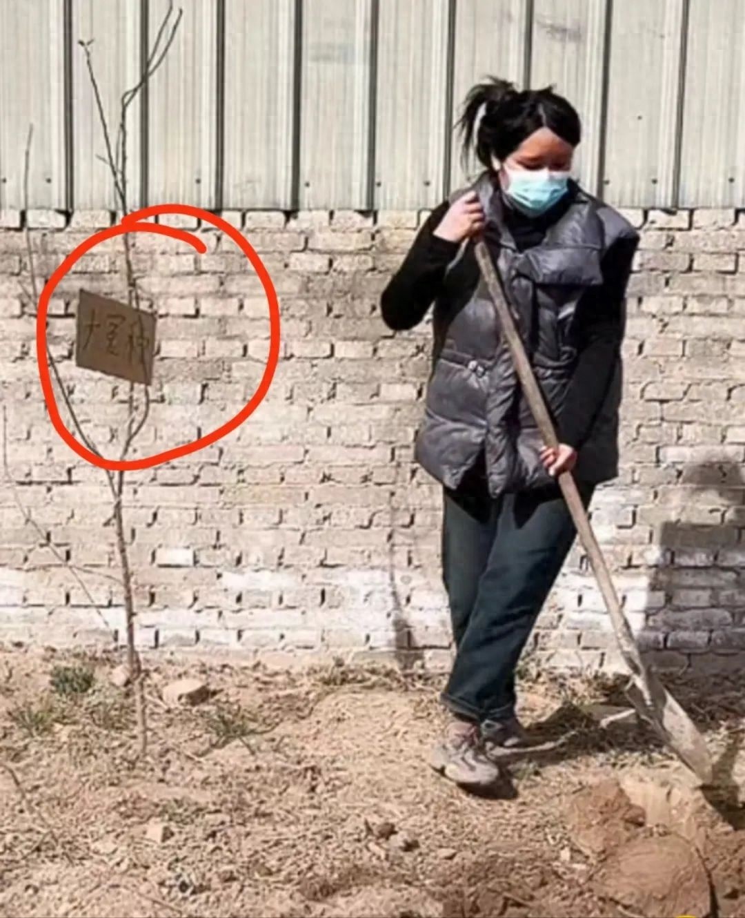 连续5年种错树苗，徐女士的车厘子为何总变海棠果？  第1张