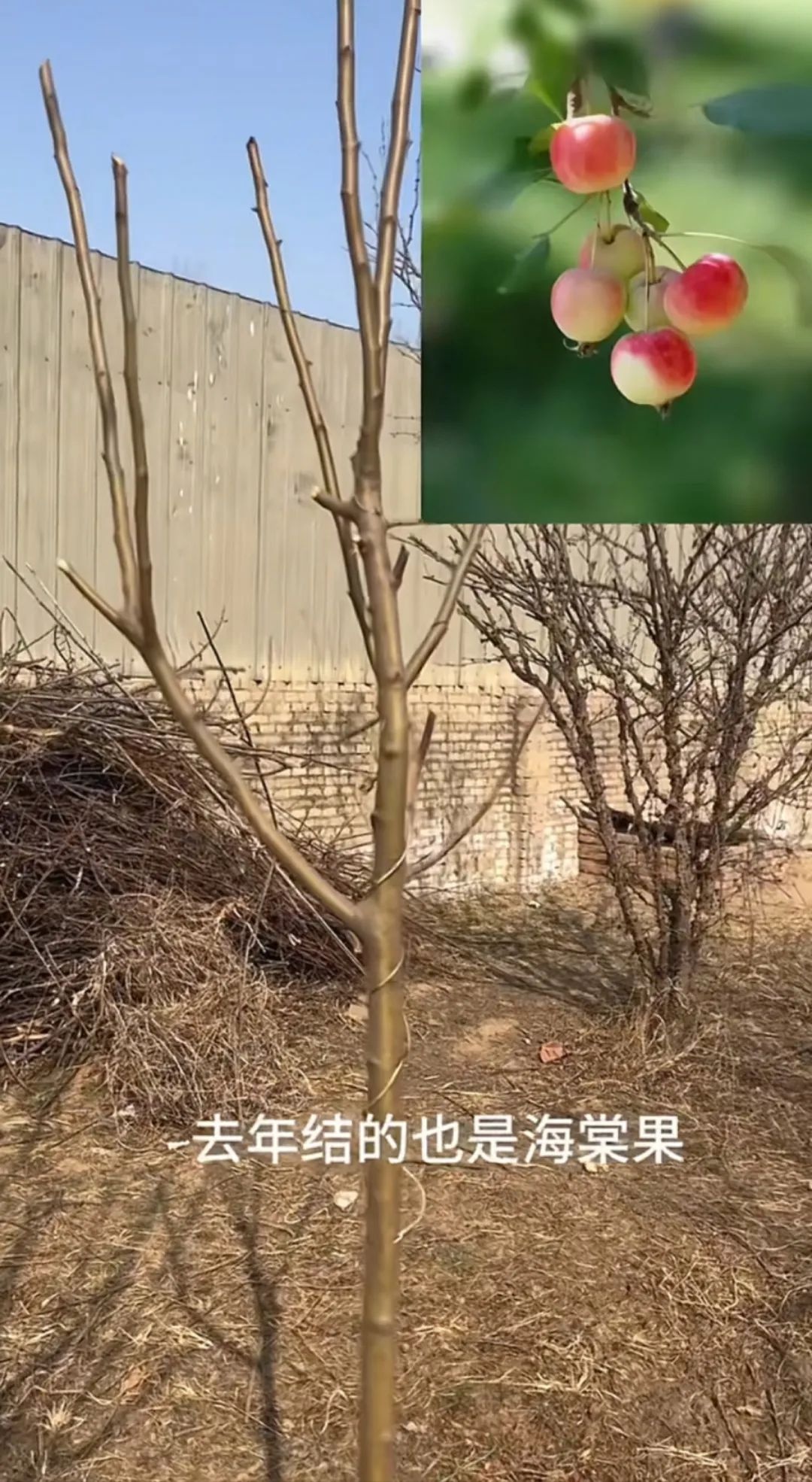 连续5年种错树苗，徐女士的车厘子为何总变海棠果？  第2张