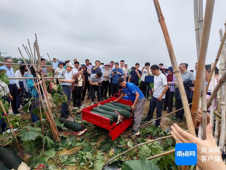 冬种蔬菜产业面临重大挑战！七大产区专家共商解决之道，你的餐桌会受影响吗？  第3张